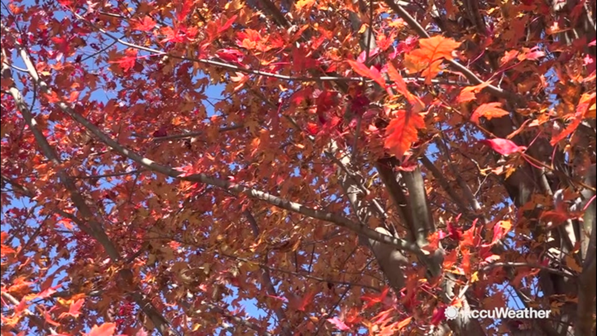 AccuWeather meteorologist Lauren Rainson spoke with Penn State's Marc Abrams, professor of Forest Ecology and Tree Physiology on how recent drought conditions impacted peak fall foliage this season.