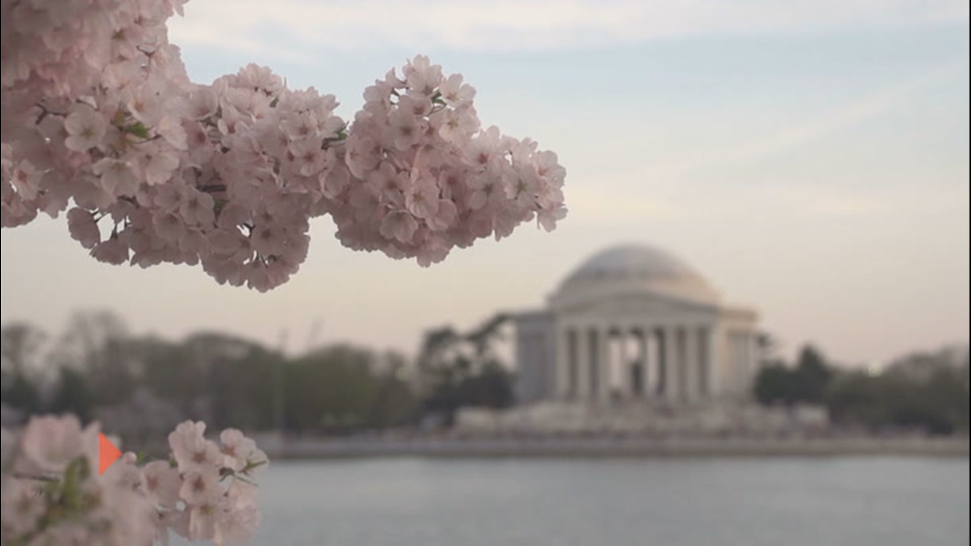 Photos: Get ready for Washington's cherry blossoms