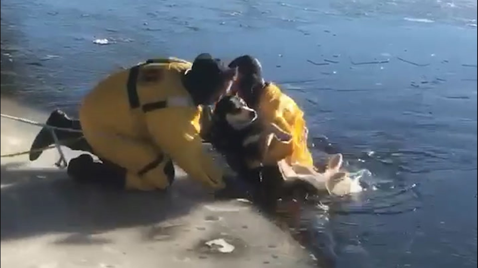Firefighters braved icy water in Alpena, Michigan, to rescue a dog that had fallen through ice on a river on Jan. 8.