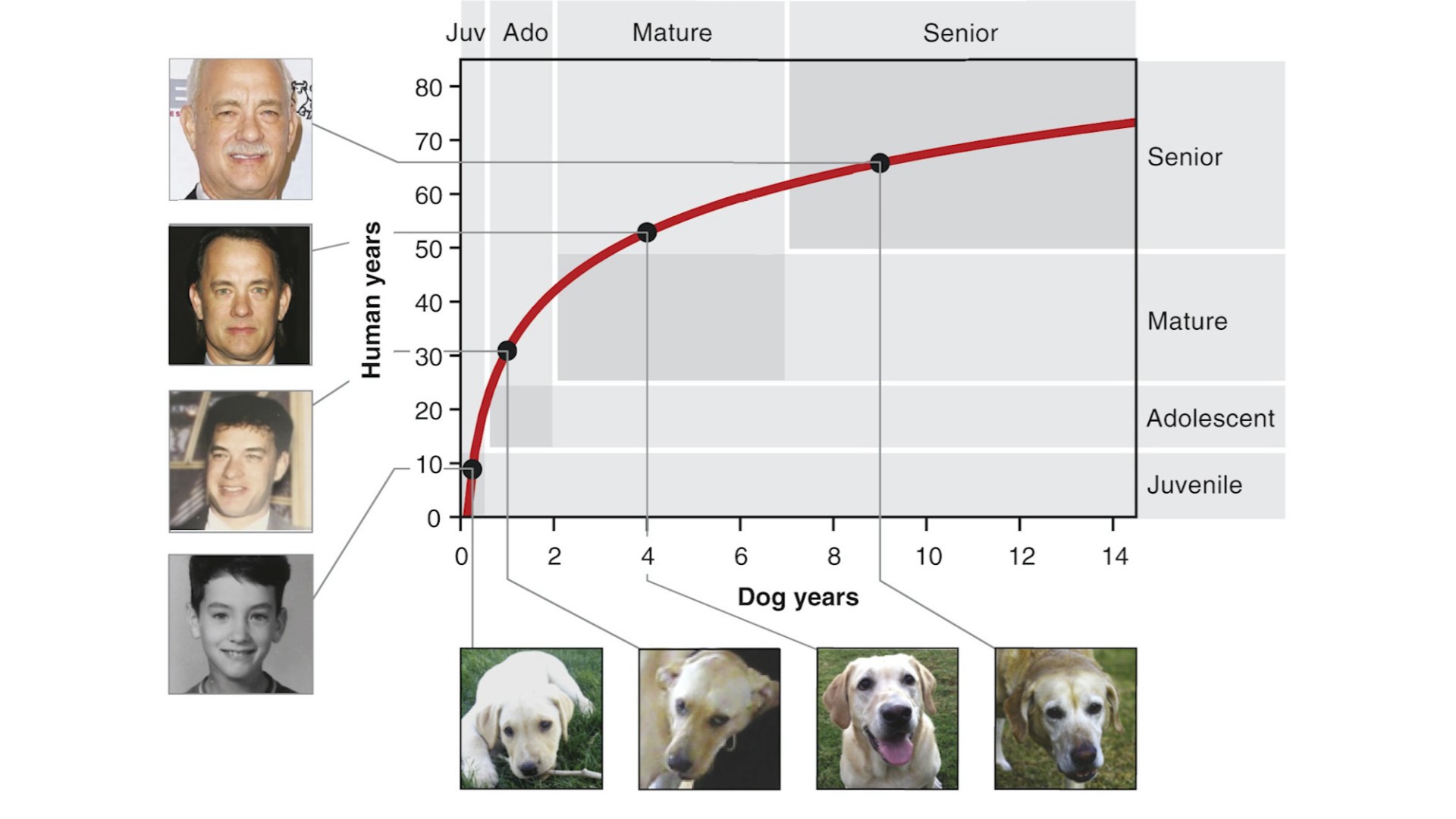 9 dog years in human years