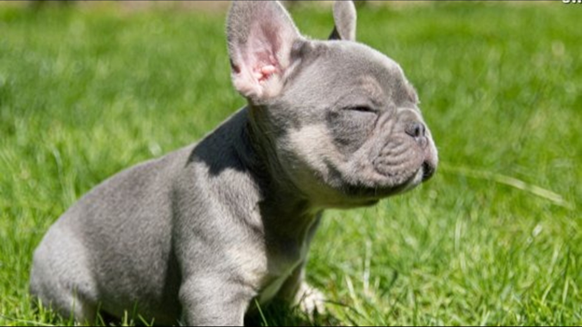You Won T Believe How Much These Cute French Bulldog Puppies Cost Newswest9 Com You Won T Believe How Much These Cute French Bulldog Puppies Cost Newswest9 Com