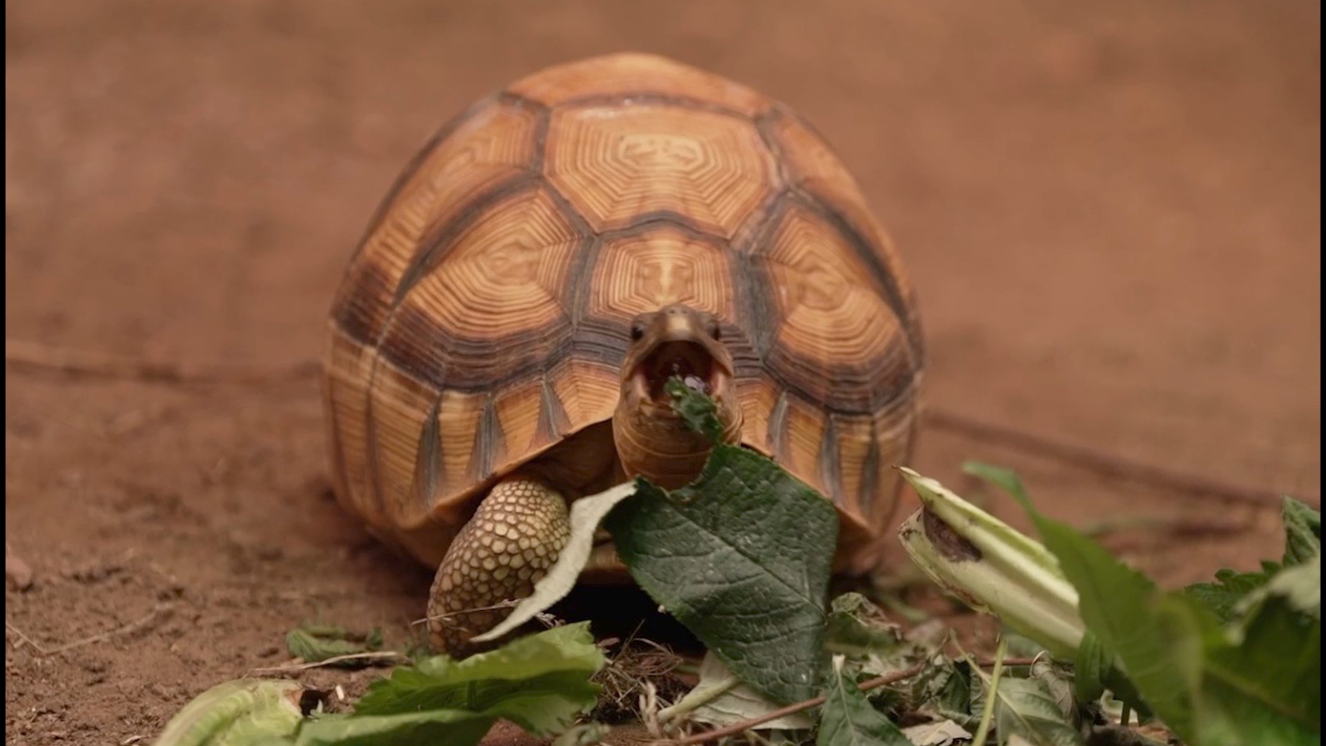 This Extremely Rare Tortoise Was Rescued From Smugglers, Now Rolls Around On High-Tech Prosthetic Limb