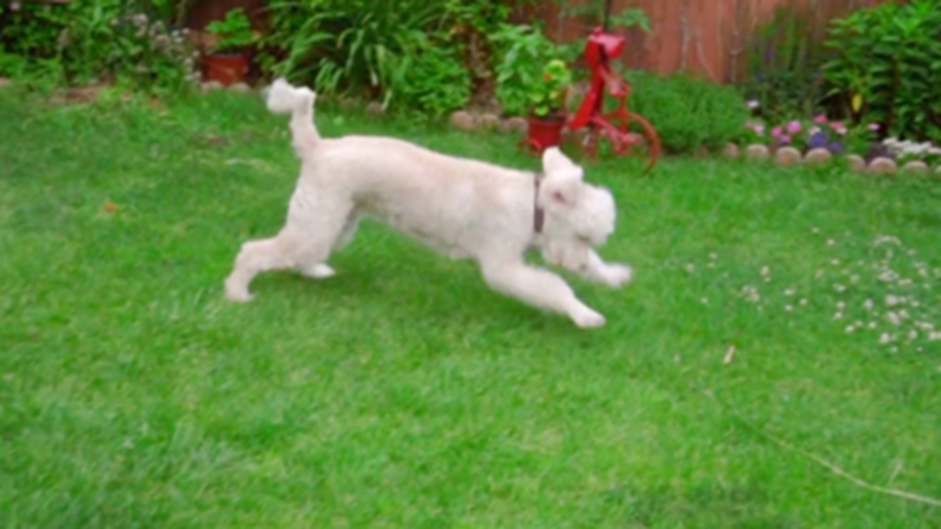 how to get your dog to stop eating grass