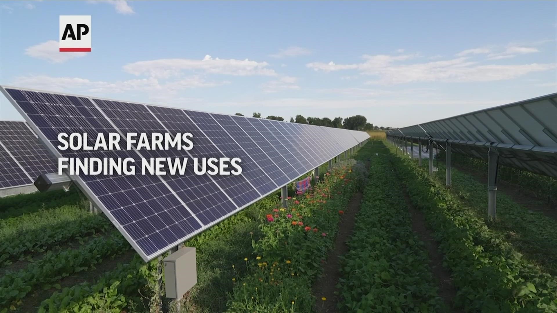 While some worry about the loss of valuable farmland with the proliferation of solar panels, others see an opportunity.