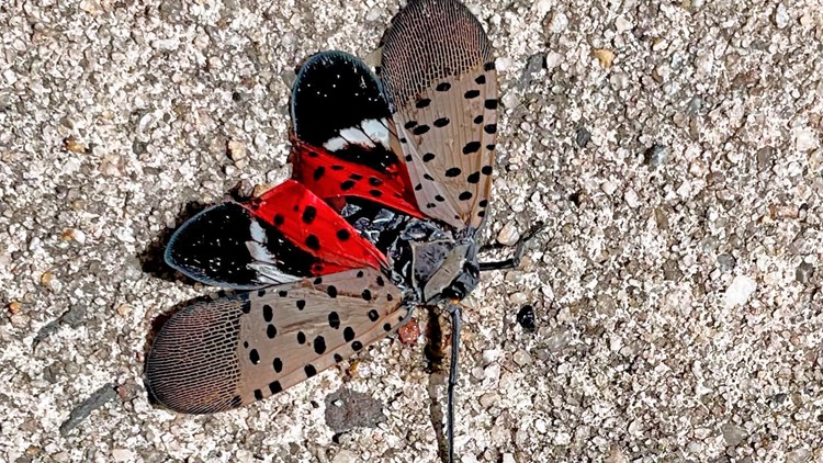 See it? Squish it! Fighting the invasive spotted lanternfly