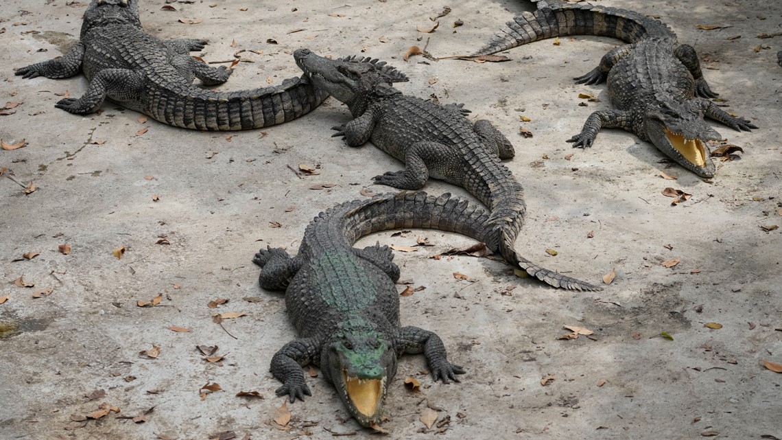  Farming and the Crocodile Industry