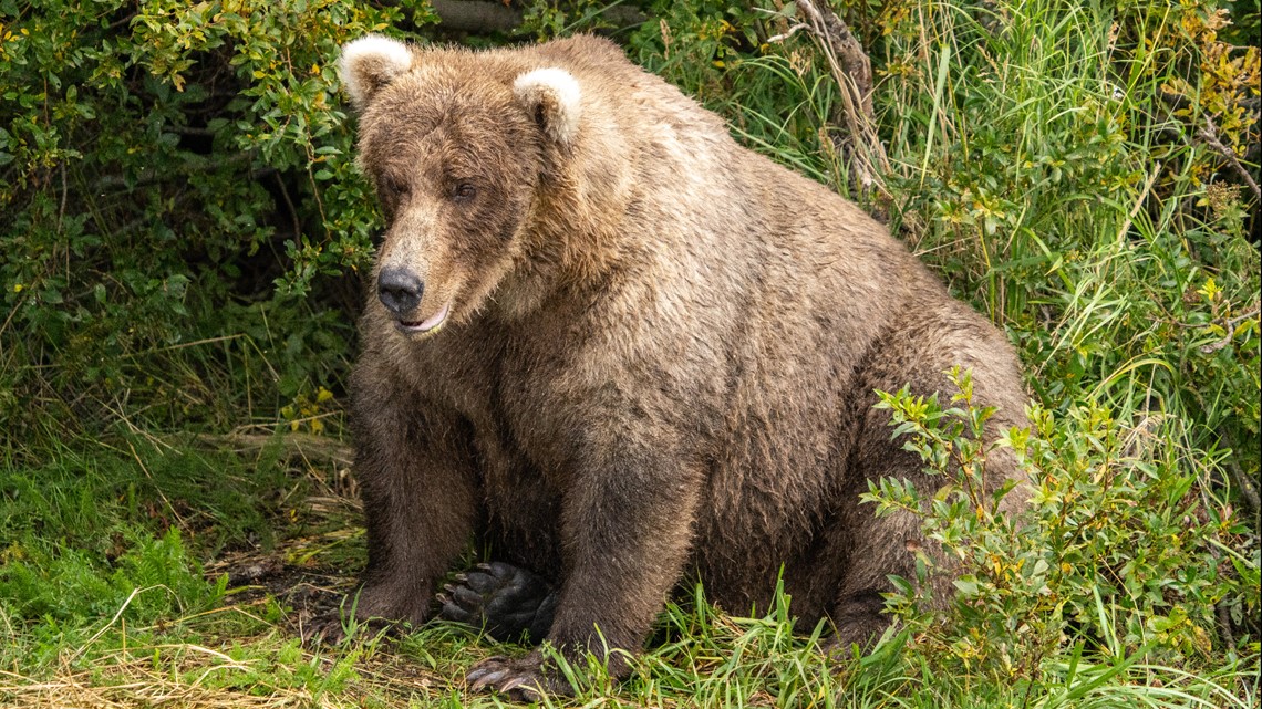 Who won Fat Bear Week 2023? | newswest9.com - Vimarsana News