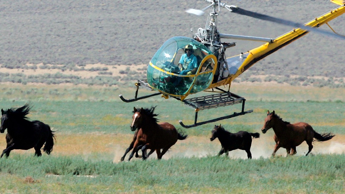 US Bureau of Land Management to corral more than 14,000 wild horses across 9 states