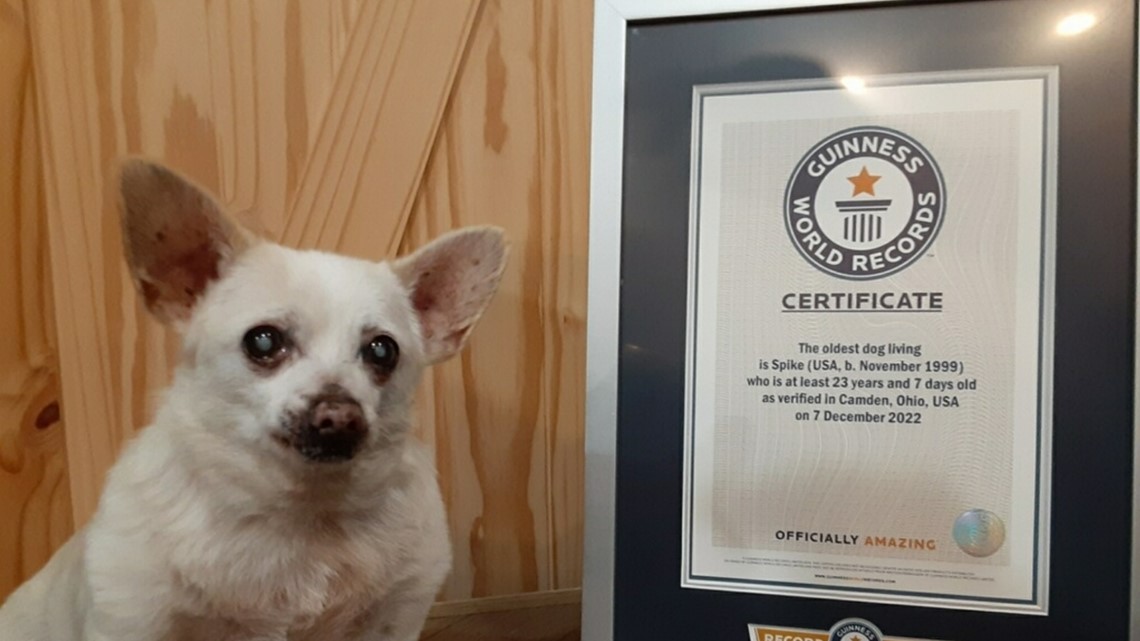 World's oldest living dog: Meet Spike, a 23-year-old chihuahua