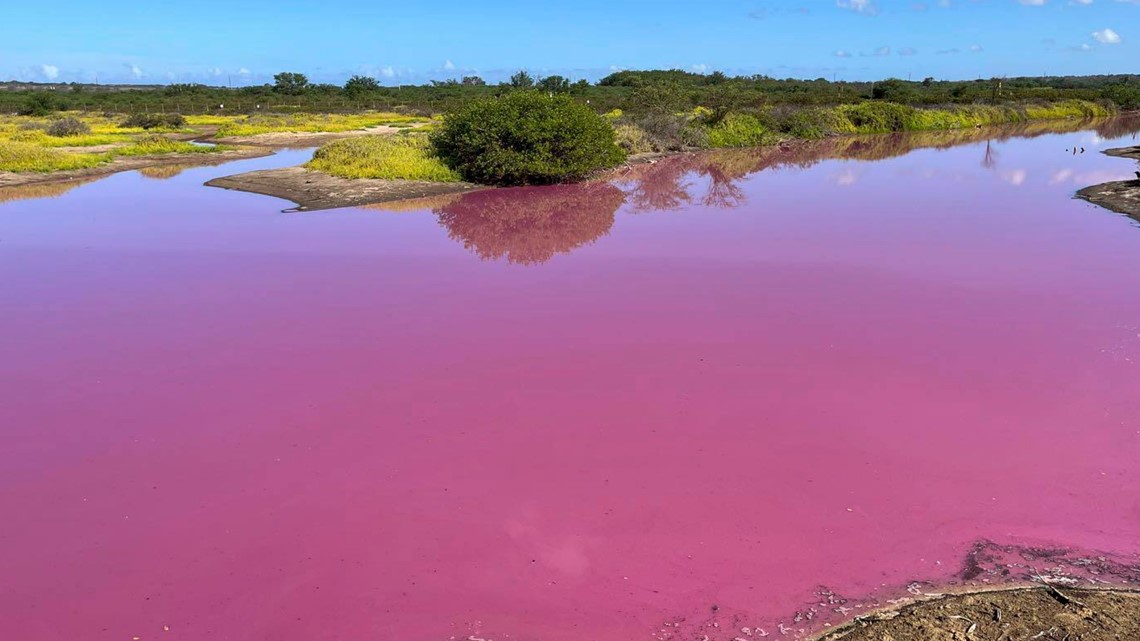 Pond in Hawaii mysteriously turns pink | newswest9.com