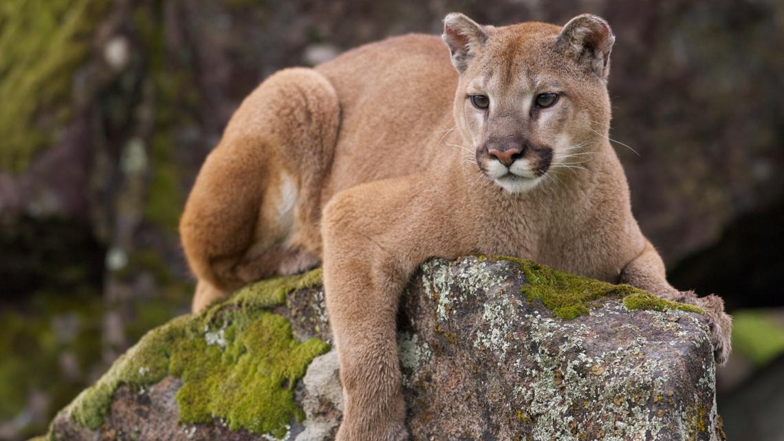 Colorado woman dies in suspected mountain lion attack, state's first death in 20 years