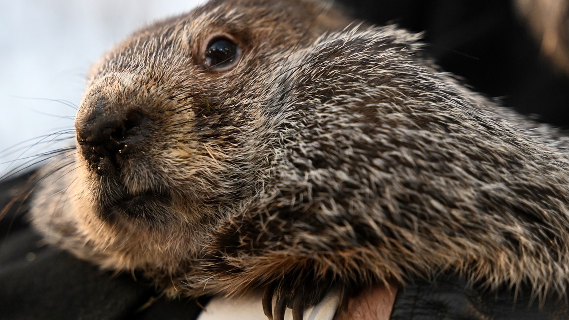 When is groundhog day? | newswest9.com - Vimarsana News