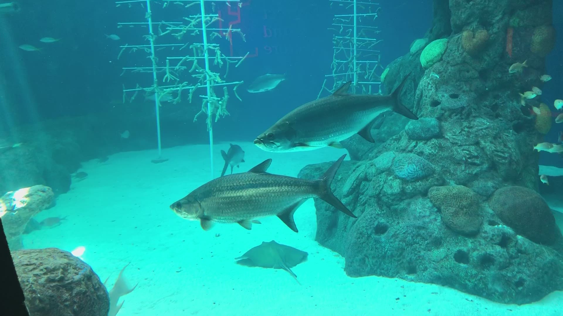 An adjunct biology professor at UMHB who interviewed for a job at the proposed Temple mall aquarium walked away with serious concerns and he wasn't the only one.