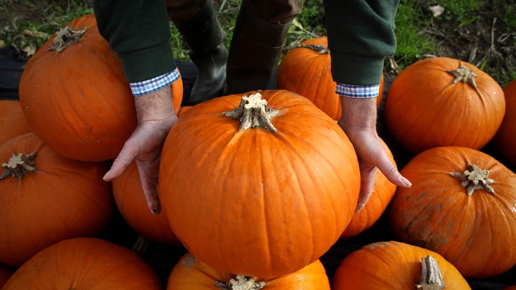 Texas' summer drought impacts pumpkins during the Fall