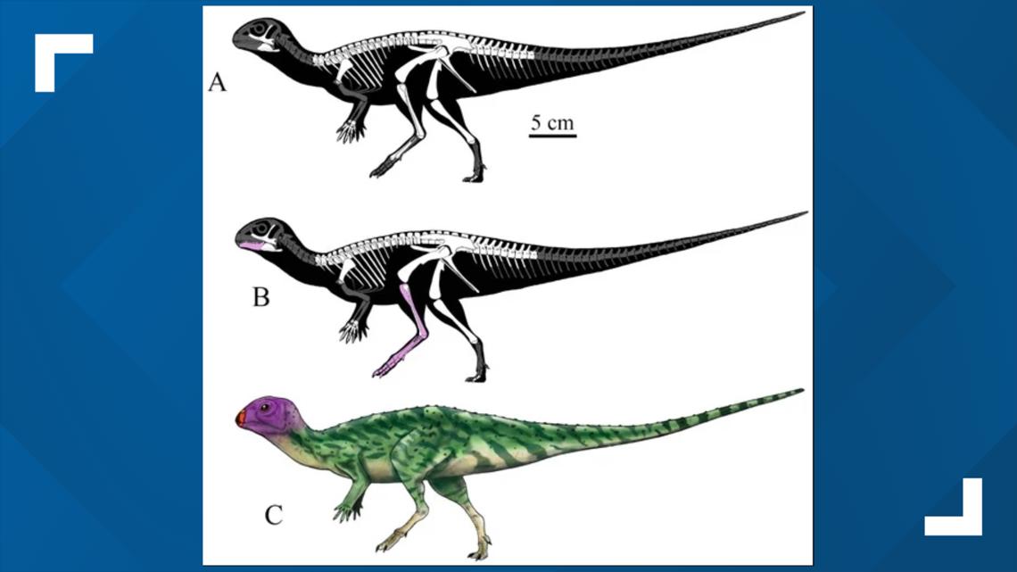 World News | New dinosaur species discovered in Thailand - Vimarsana News