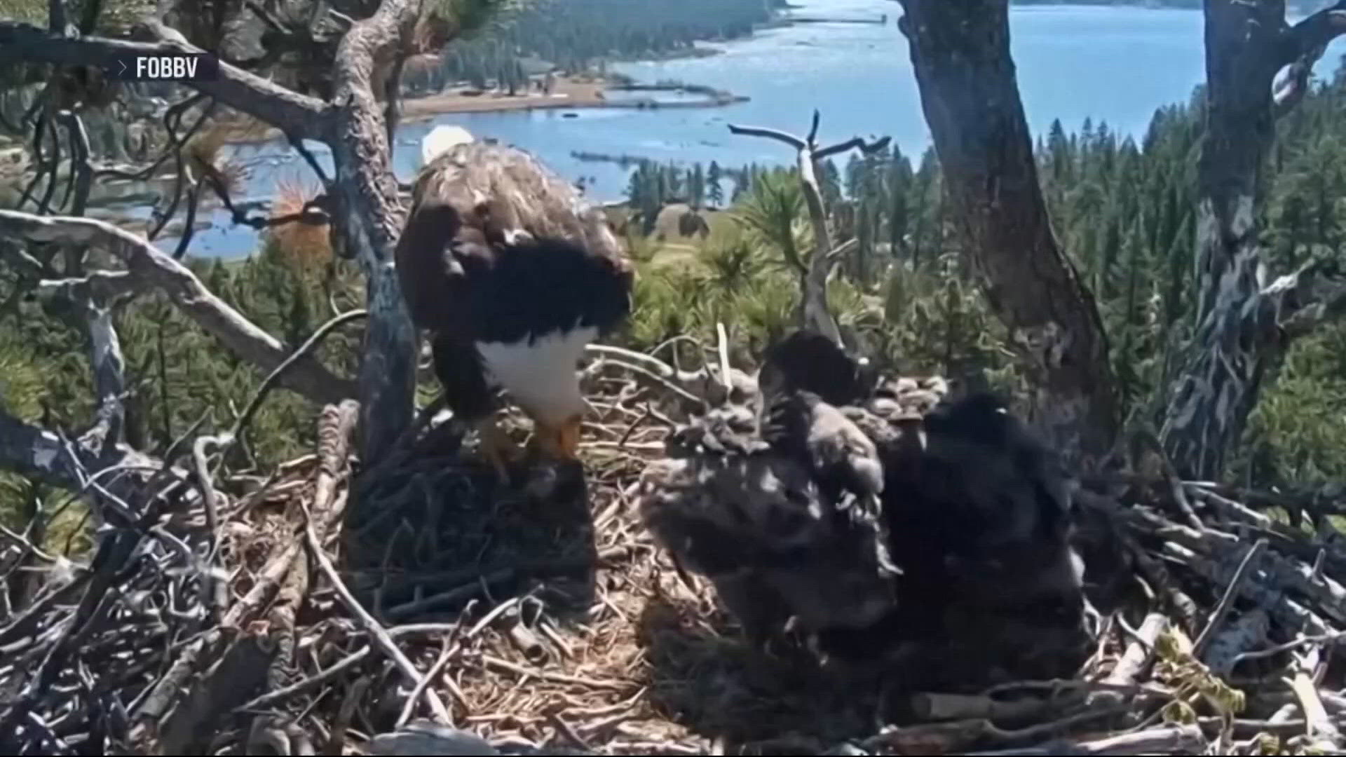 Viral bald eagle Jackie dies after illness