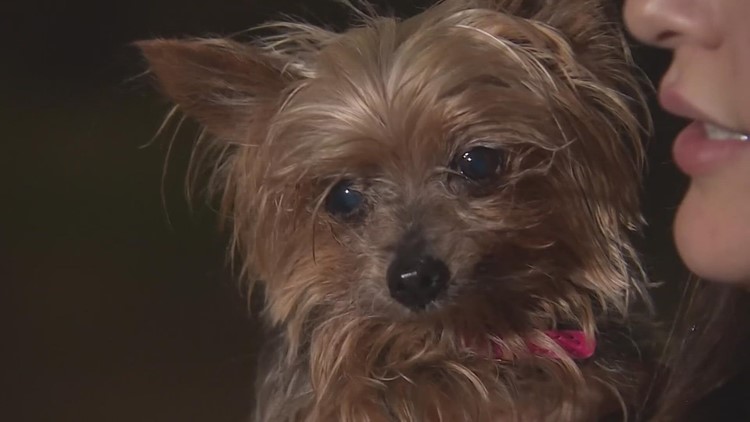 Alief woman reunited with stolen 14-year-old dog