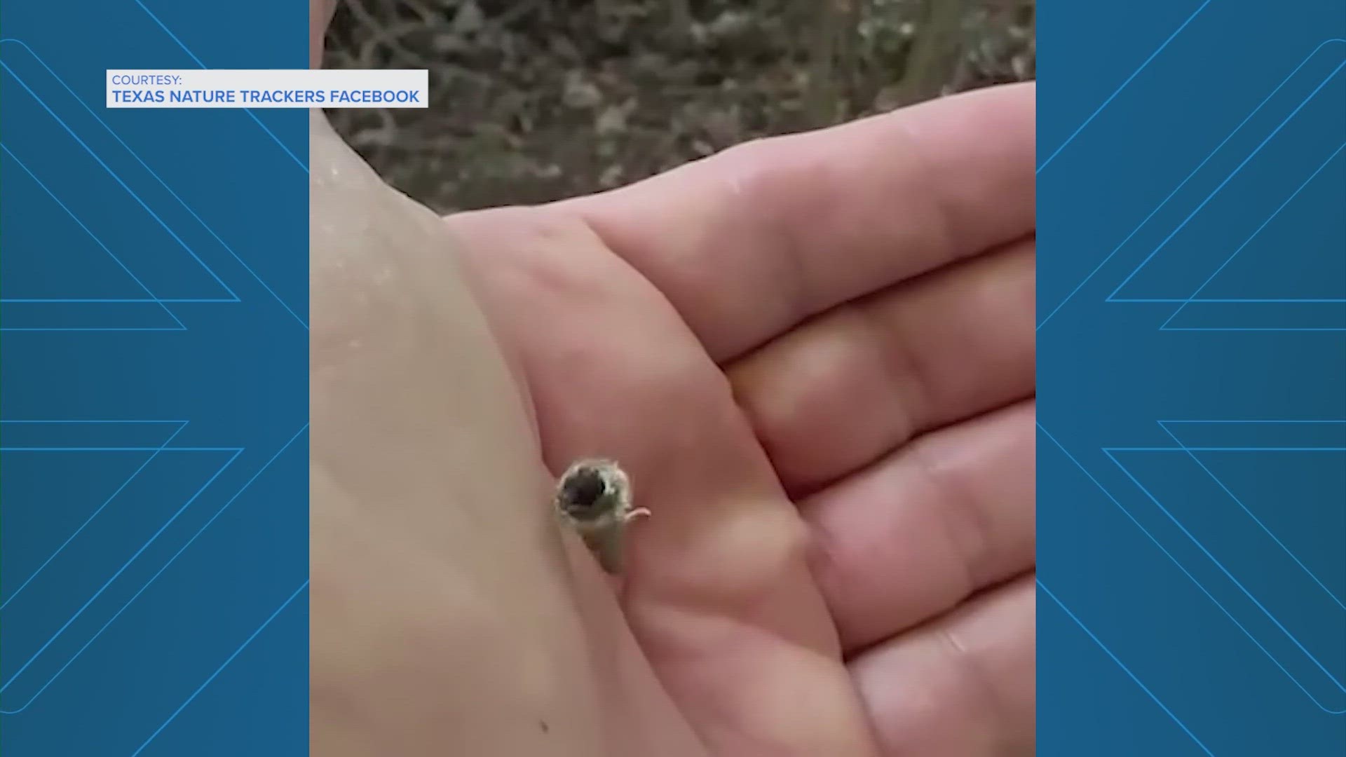 The video is from the Texas Nature Trackers Facebook page, and there are plenty of guesses as to what it is.