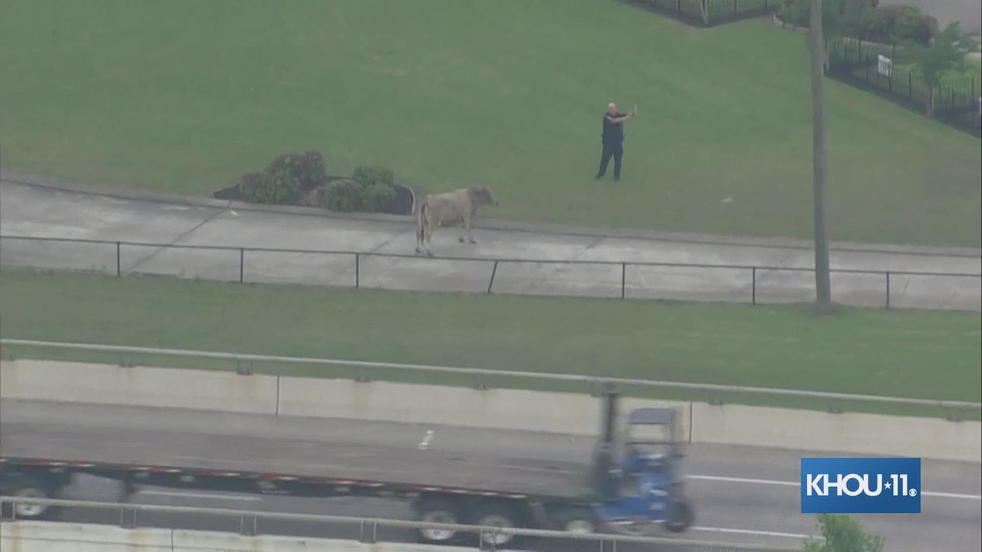 The cow was not hurt — it eventually got off the freeway and went to rest at a nearby cemetery.