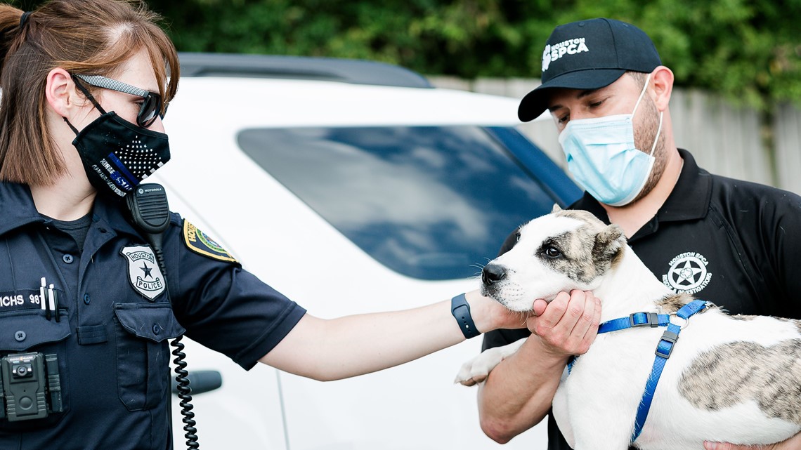 Dog seen getting kicked in viral video has been found SPCA