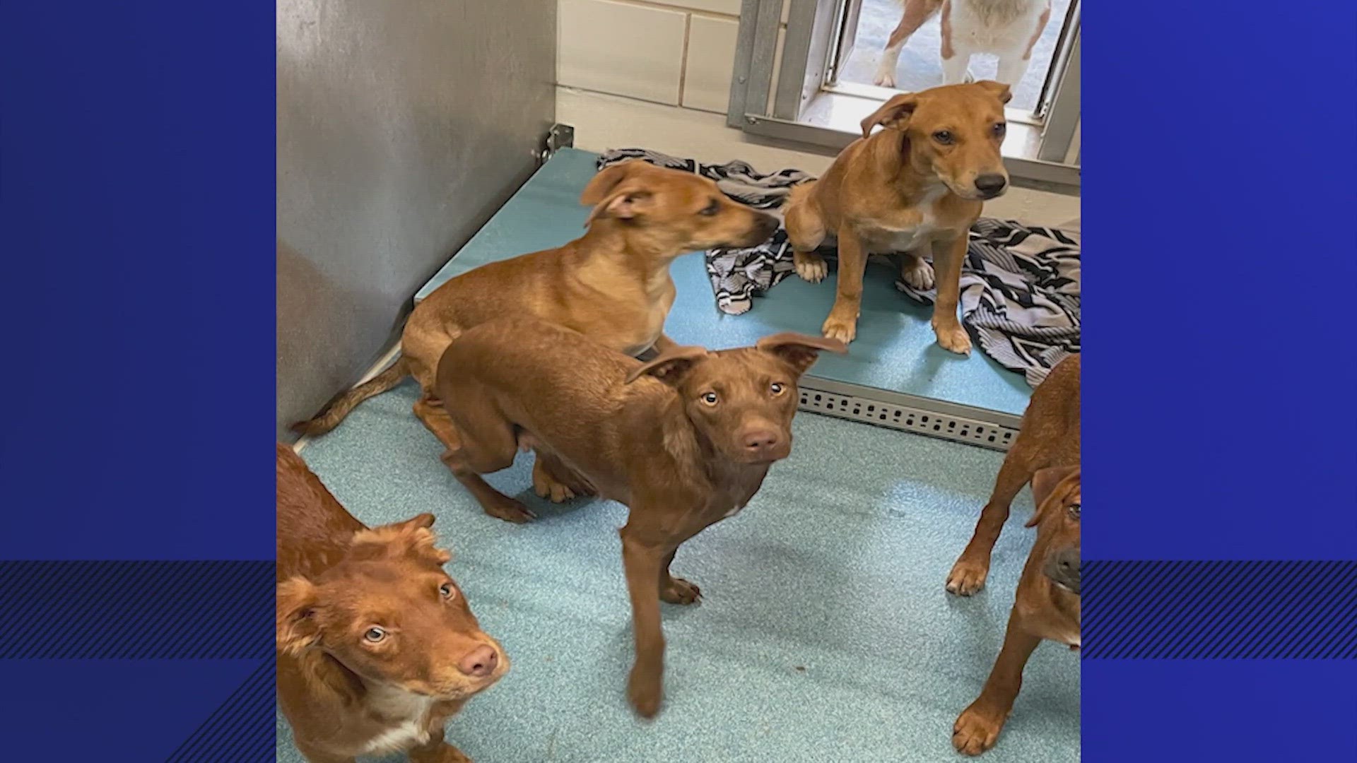 The Pearland Animal Shelter is asking for the public's help finding foster homes and forever homes for the approximately 85 dogs taken from the home.