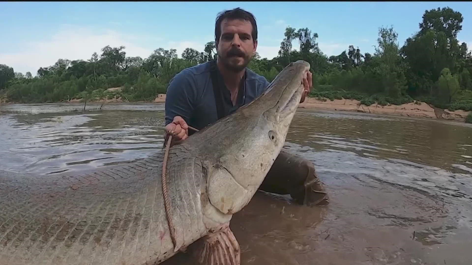 How big? An estimated 300-pound alligator gar in a Houston bayou.