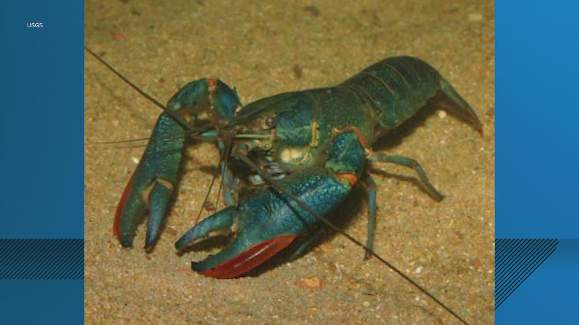The lobster-sized crawfish has invaded the Lone Star State and apparently it tastes like lobster.