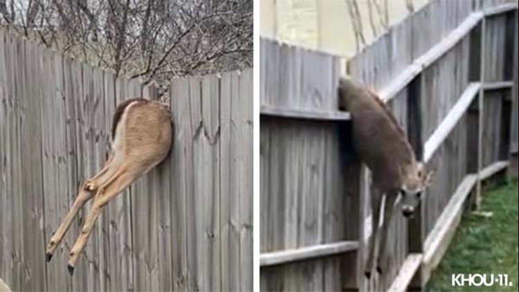 Oh dear! Poor deer gets stuck in Fort Bend County fence