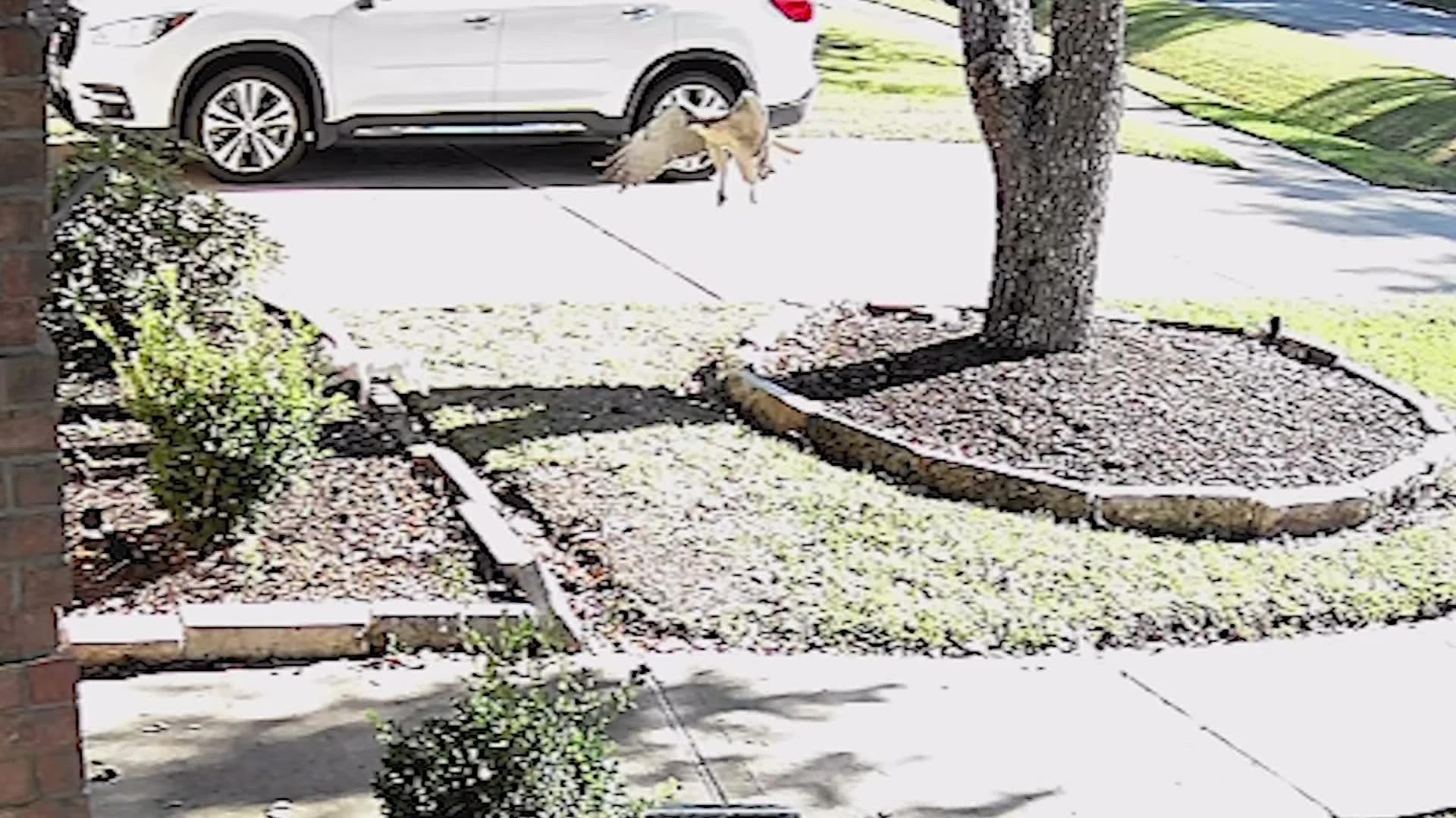 Lola was in the front yard of her Sienna home when the hawk swooped in and tried to grab her with its powerful talons.