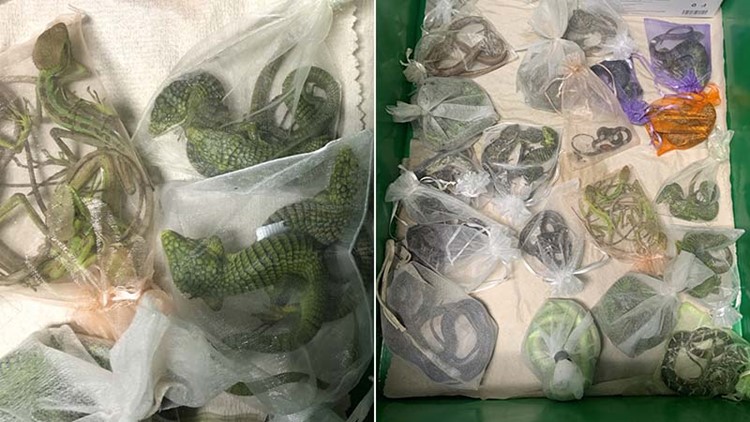 Snakes, crocodiles and lizards, oh my! Feds say man caught smuggling 1,700 reptiles into U.S.