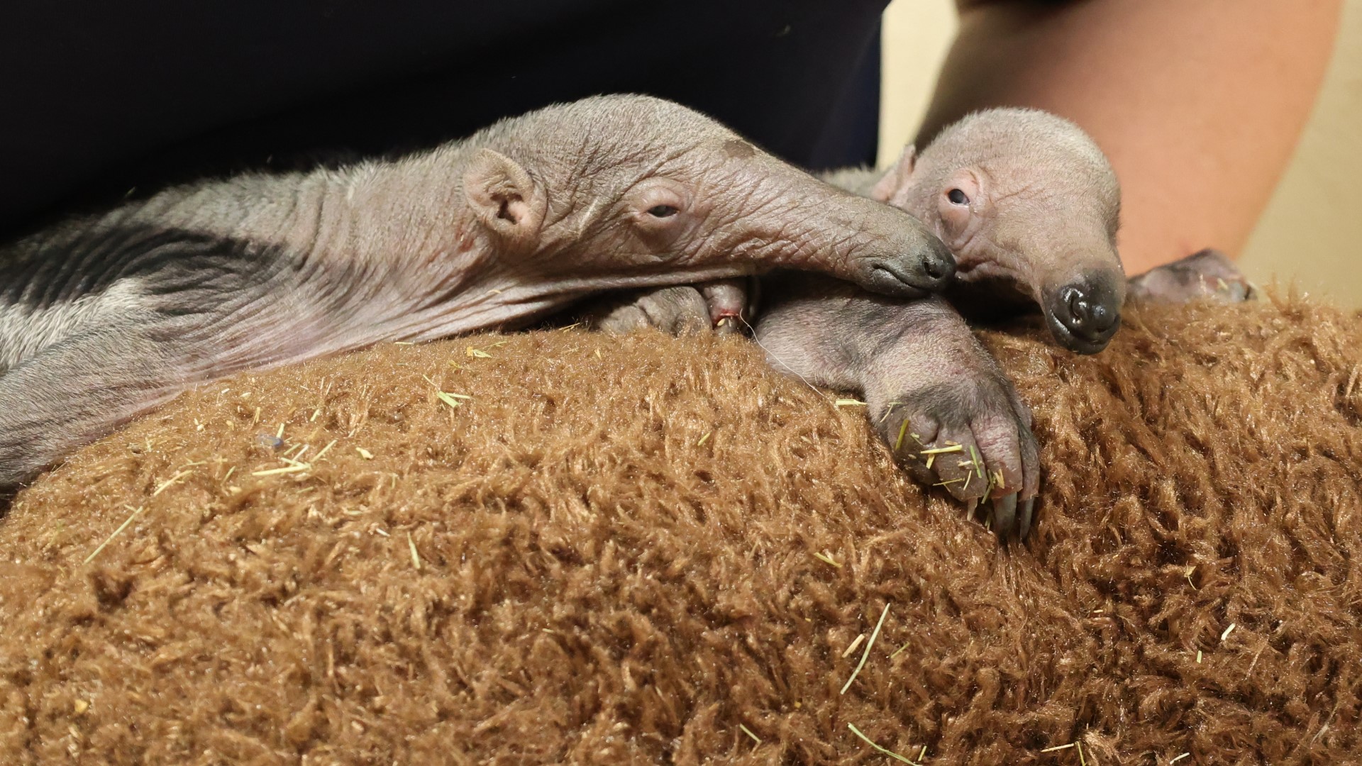 Giant anteater twins born at Abilene Zoo in March | newswest9.com