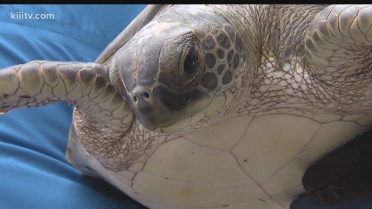 Hundreds of sea turtles at risk due to brutal weather