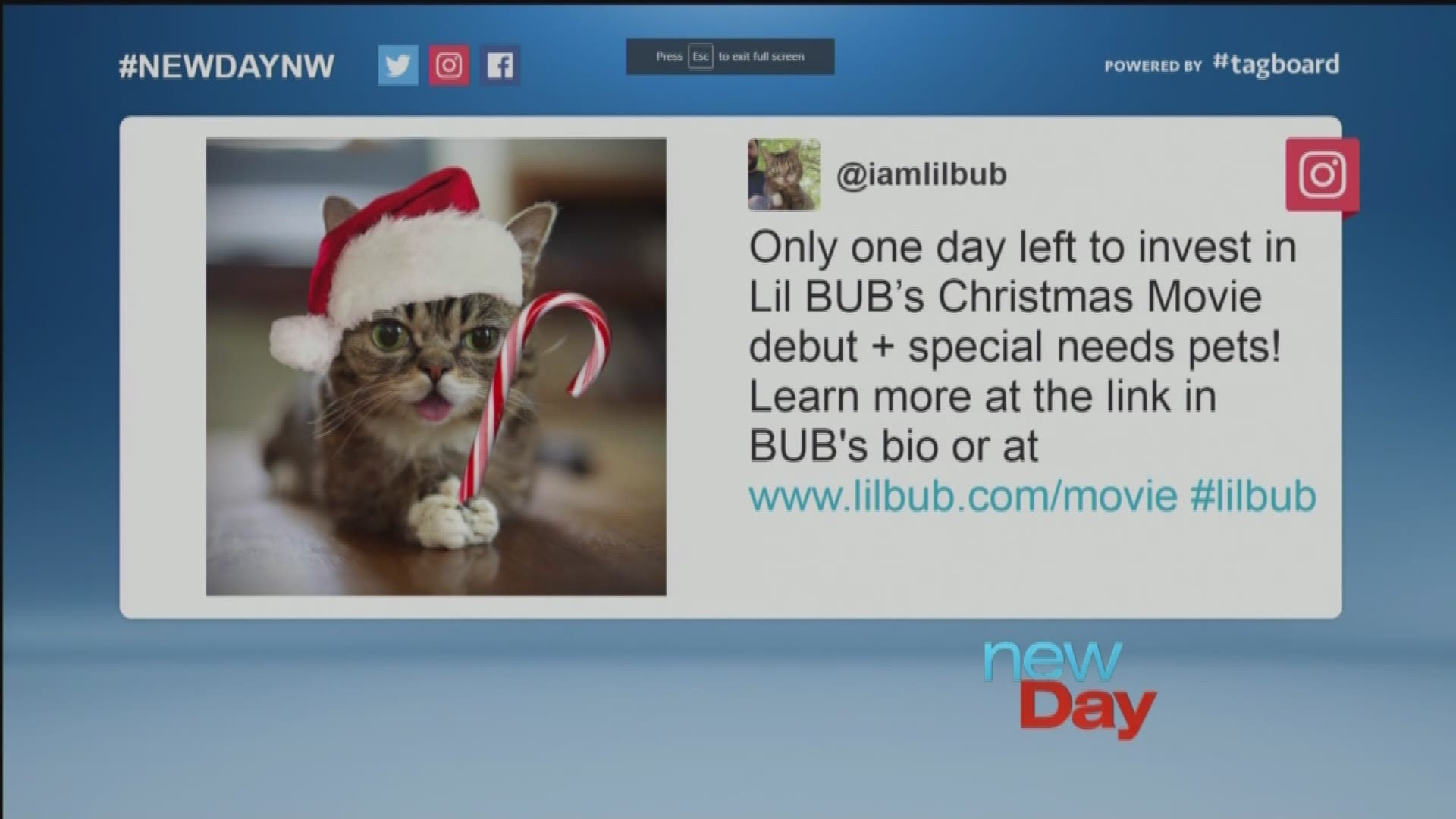 Author, talk show host, and movie star LIL BUB the cat makes an appearance on New Day NW. LIL Bub is one amazing cat who has helped raise over $300,000 for animals in need.