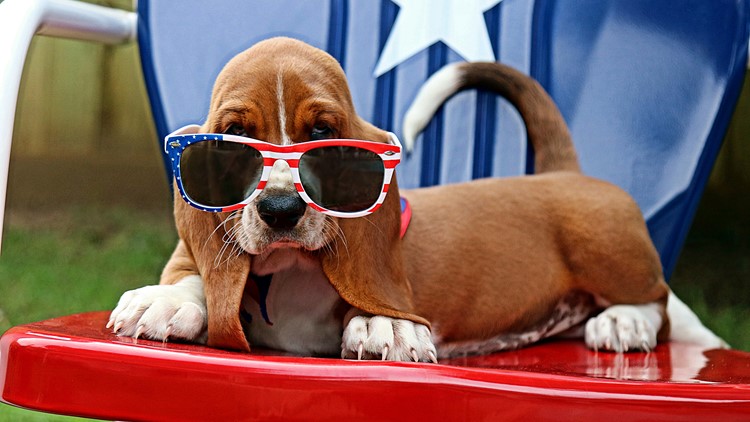 Fireworks can be scary! | Here's how to keep pets safe during the Fourth of July