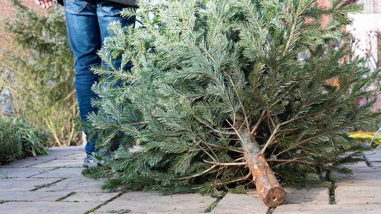 Where can I recycle my Christmas tree in West Texas?