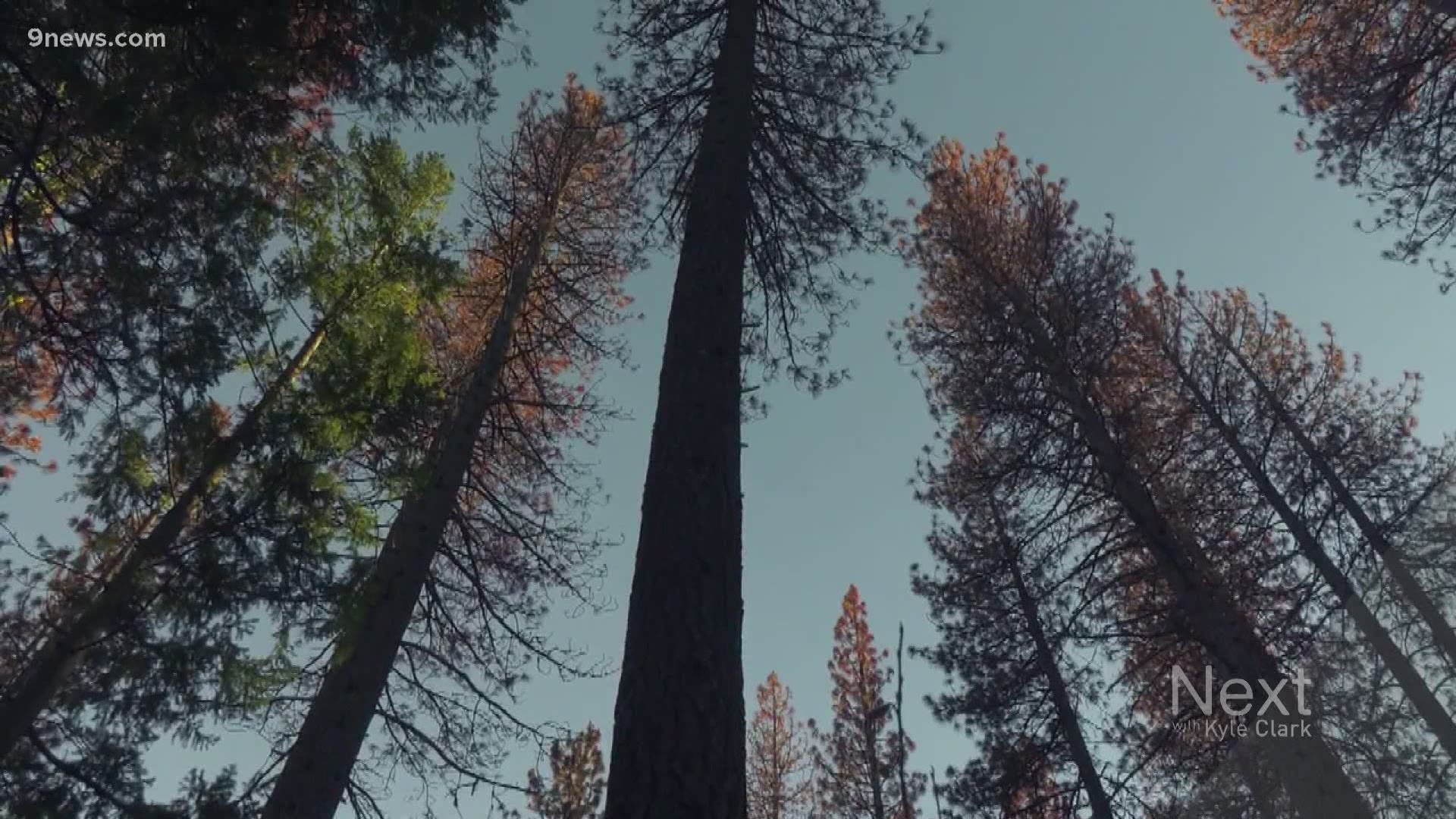A tall, slender type of tree, known as a Lodgepole Pine, is native to Colorado and actually needs fire to survive.