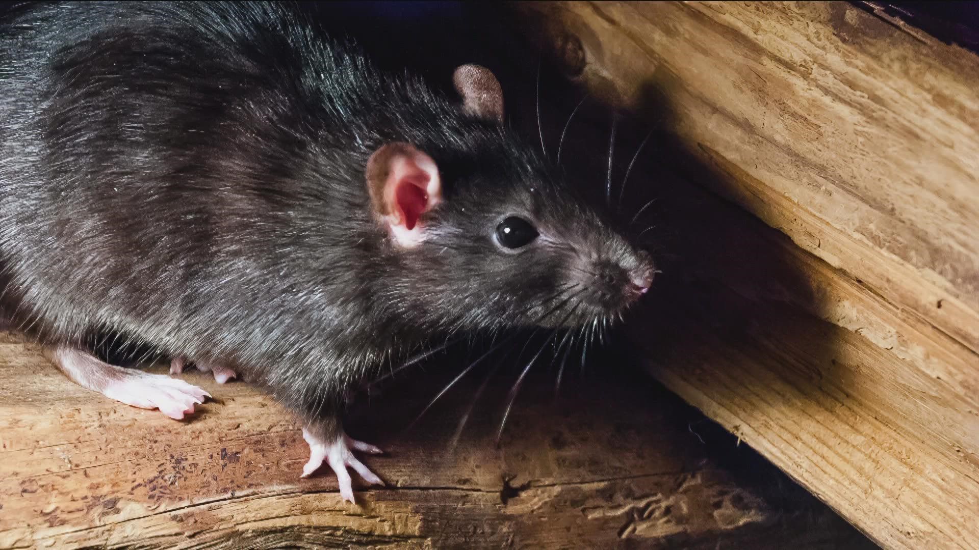 More construction and our recent drought conditions have led to rodent experts responding to more calls about rats in homes.