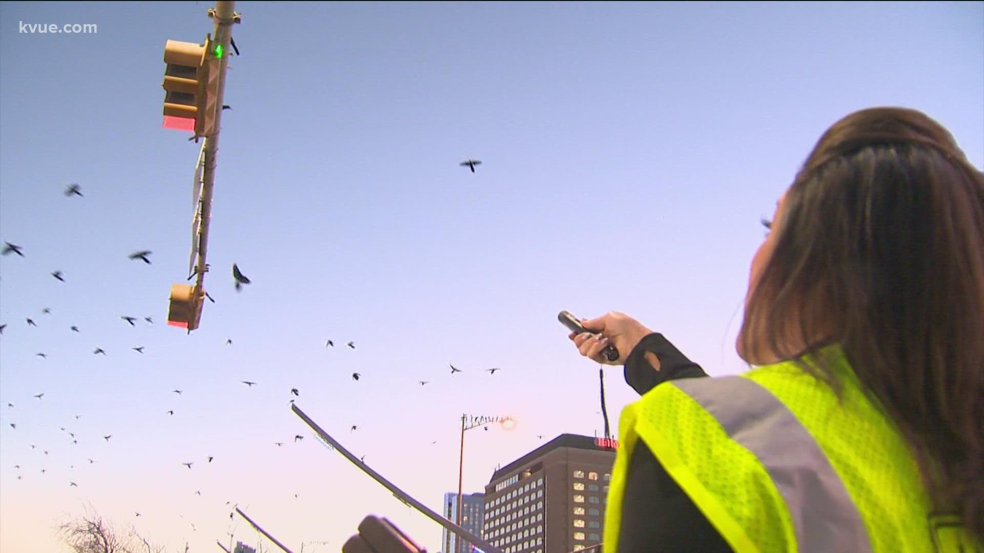 They're waiting for you in parking lots across the city. In this Take This Job, KVUE's Yvonne Nava takes on the grackles of Austin.