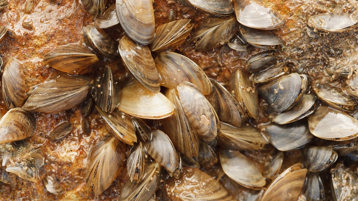 Zebra mussels: How did they get here and how can we stop them from