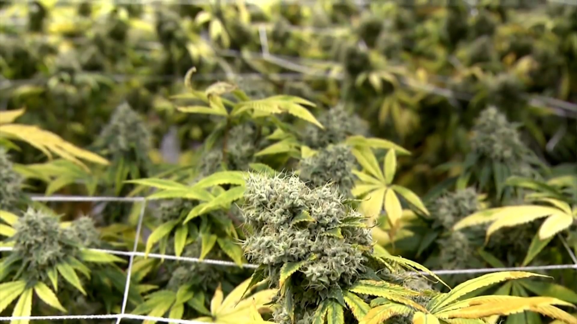 Ag Commissioner Sid Miller wrote that it's time for Texas to enter "a new chapter and a new attitude about the use of cannabis" and its potential medical benefits.