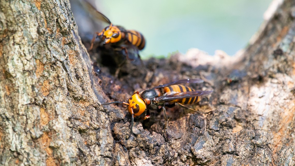 Murder Hornet Vs Cicada Killer Wasp What Is The Difference