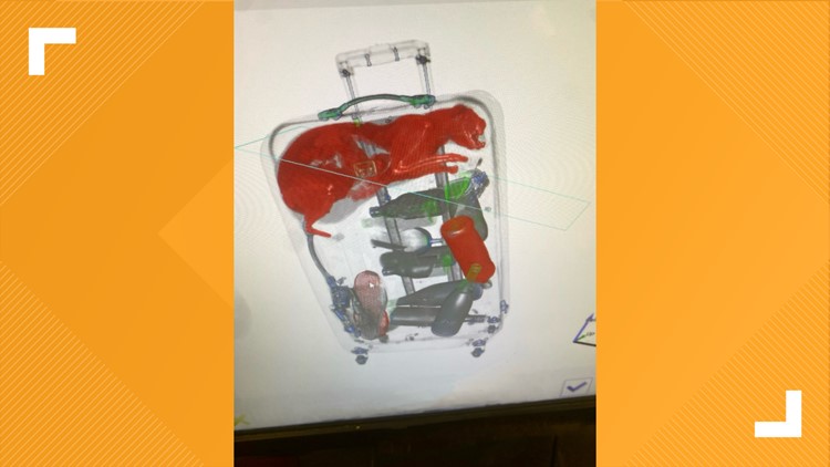 Officials at JFK Airport spot live cat in luggage at TSA checkpoint