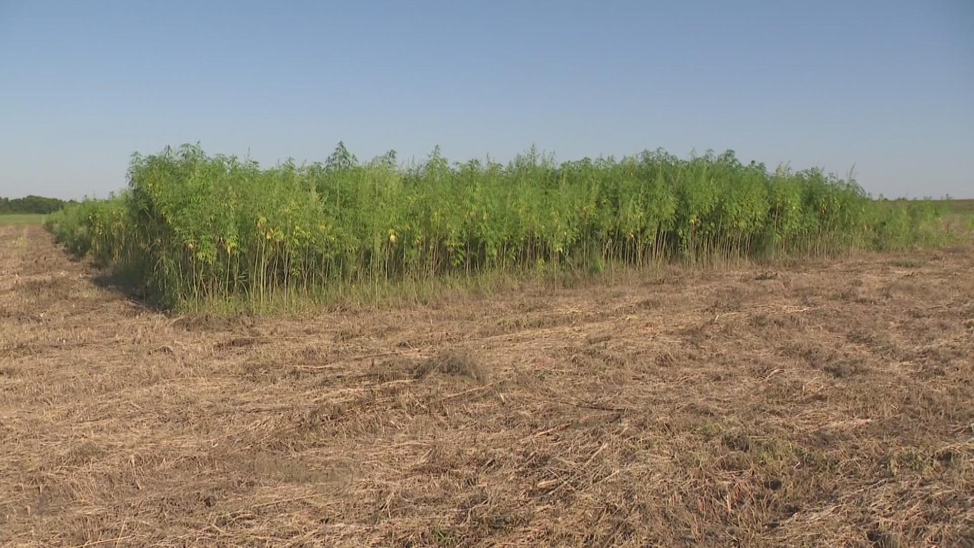 It's been three years since hemp was legalized in Texas, and part of the reason is because the plant is drought-tolerant.