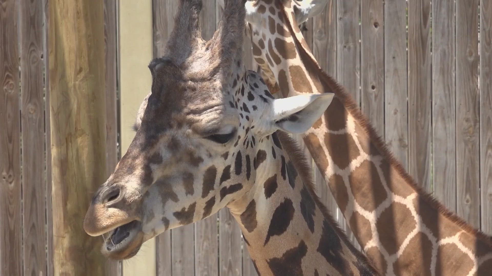 Zoo Midland will be a part of the Preserve at Midland project, and plan to open in mid-2027.