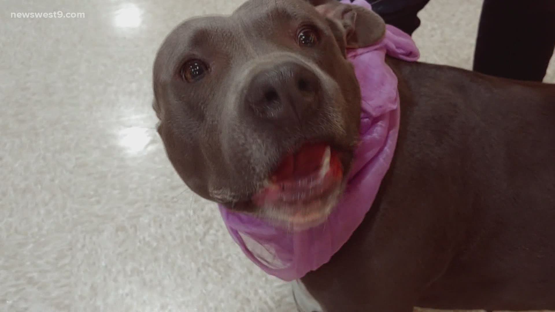 Dinah is a two-year-old Pitbull who is looking for her forever home.