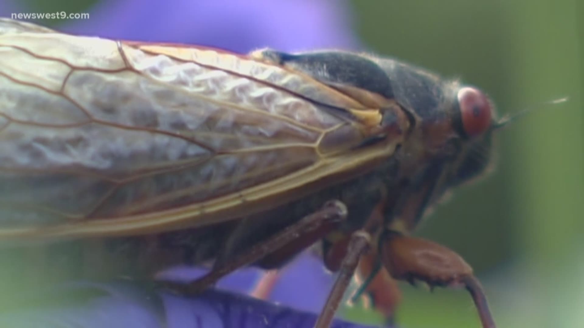 The most cicadas will emerge in Virginia, North Carolina, and West Virginia.