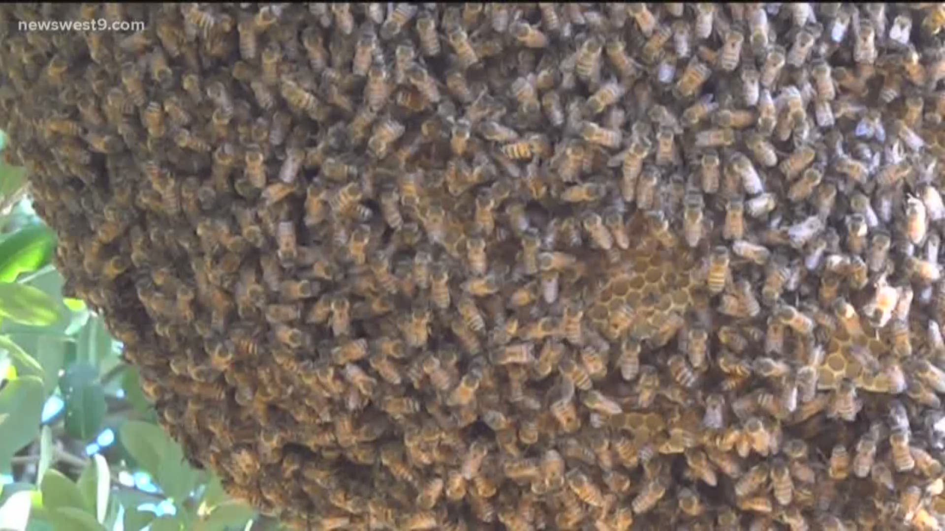 Beekeepers estimate the beehive weighs around 90 lbs.