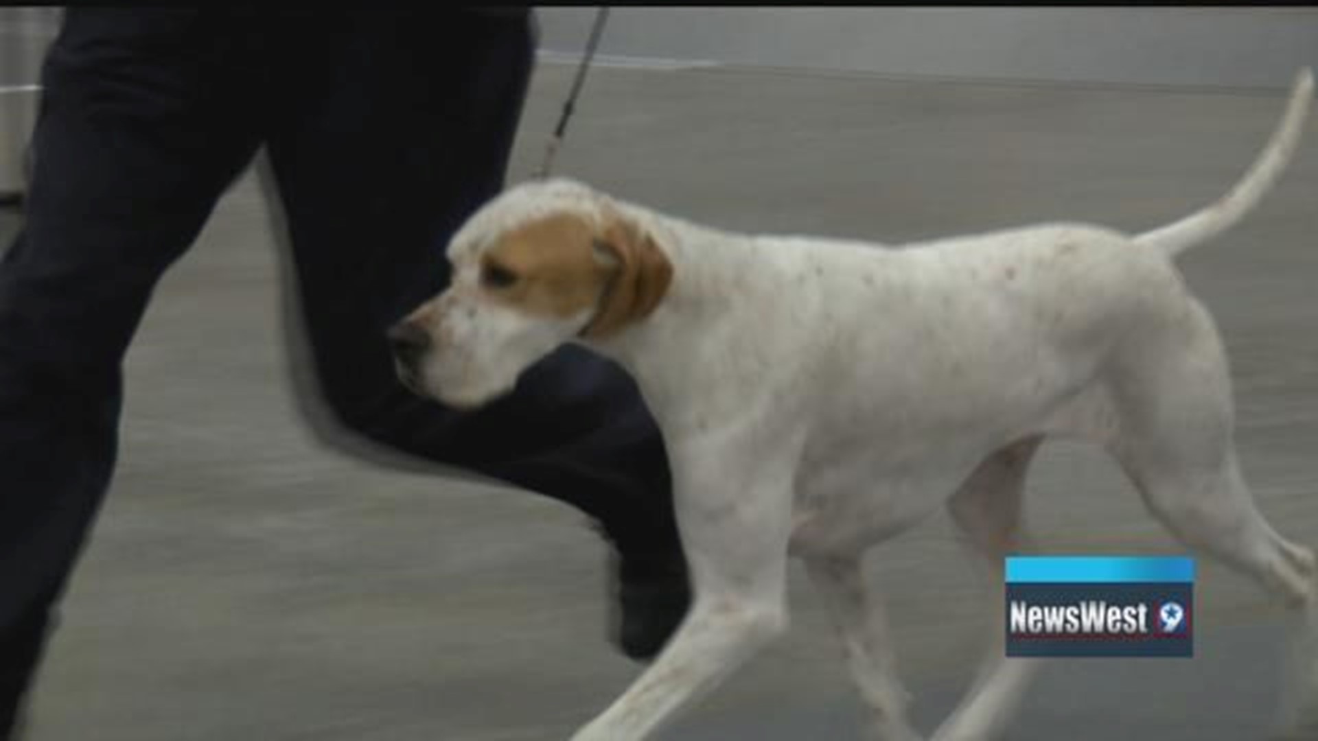 VIDEO: West Texas Kennel Club Dog Show takes over Midland Horseshoe this weekend
