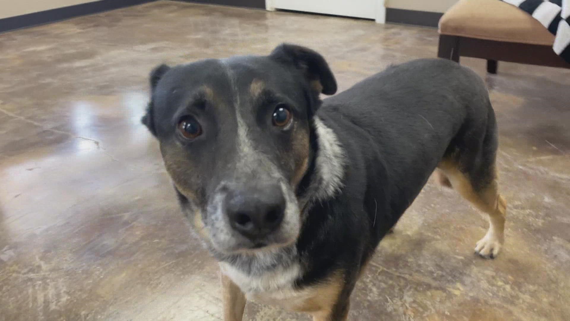 Sparky is a six-year-old Australian Shepherd cattle dog mix.