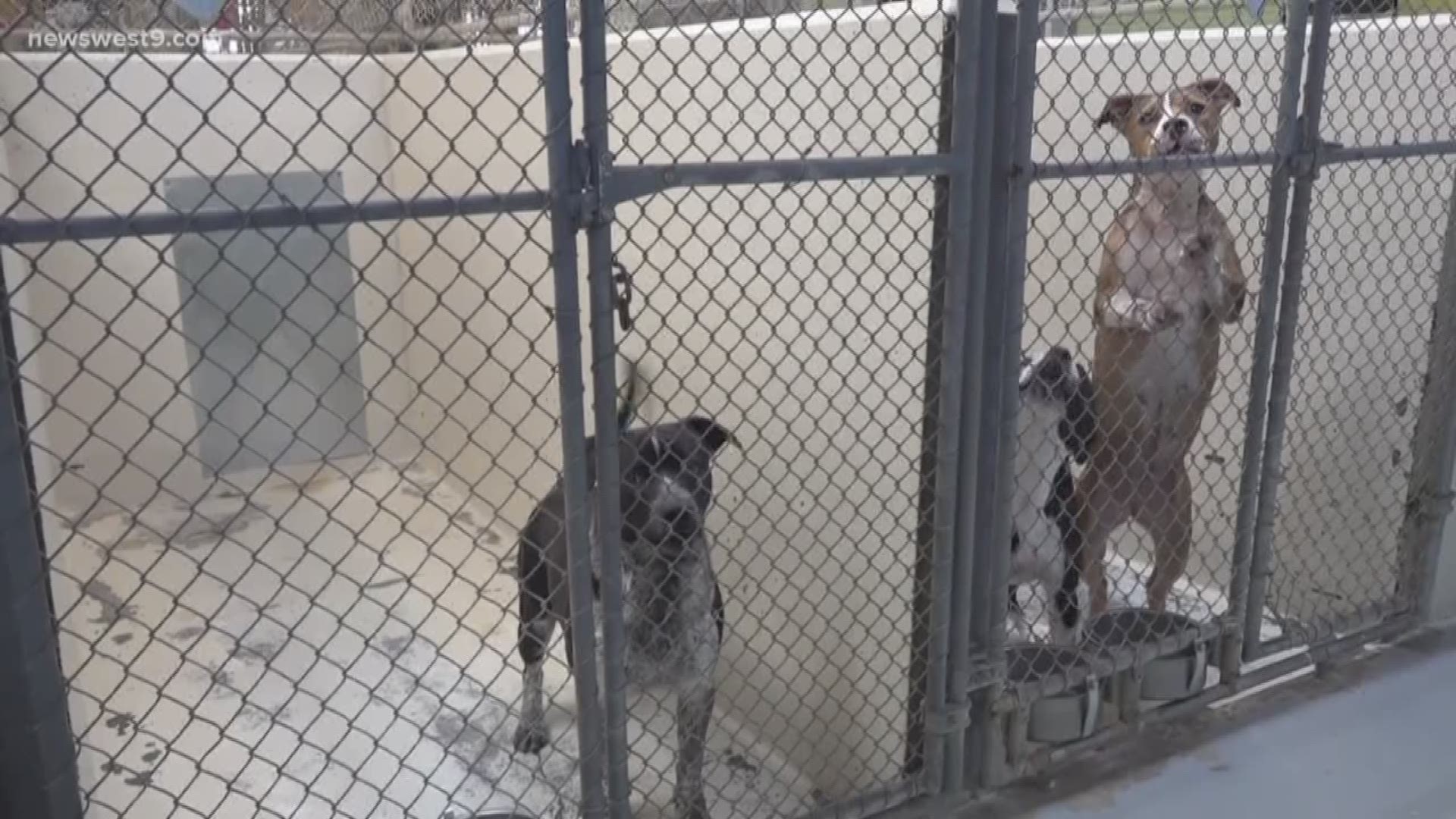 The Odessa animal shelter is trying to keep overcrowding down despite an expected rise in runaways after the Fourth of July holiday.